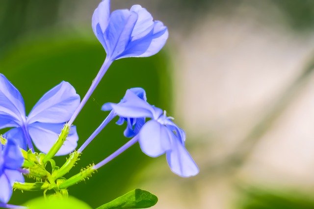 Bezpłatne pobieranie Blue Flower Dan Plant - bezpłatne zdjęcie lub obraz do edycji za pomocą internetowego edytora obrazów GIMP