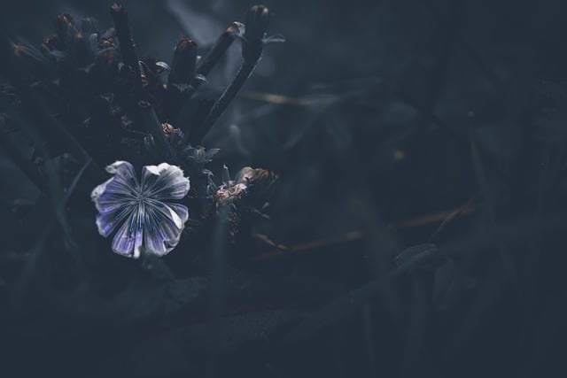 Free download blue flower meadow flower gloomy free picture to be edited with GIMP free online image editor