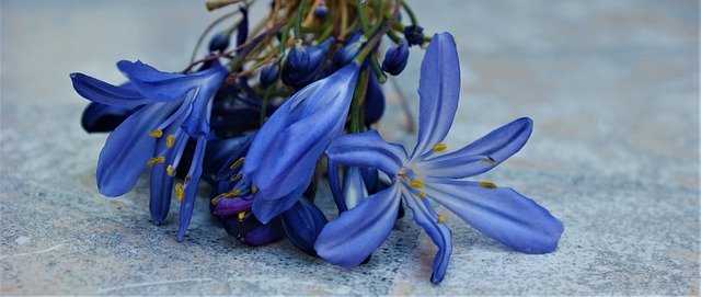 Free picture Blue Flower Petals -  to be edited by GIMP free image editor by OffiDocs