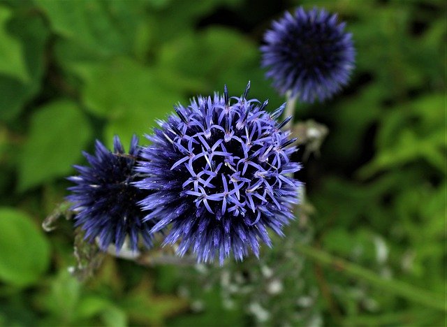 Descarga gratuita Blue Flower Plant: foto o imagen gratuita para editar con el editor de imágenes en línea GIMP