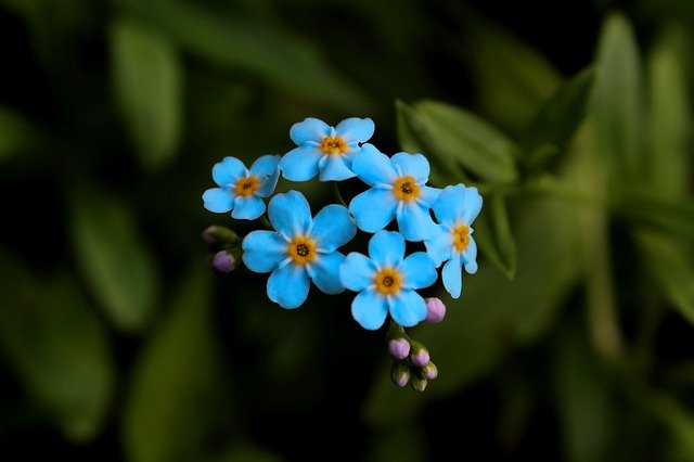 Free picture Blue Flowers -  to be edited by GIMP free image editor by OffiDocs