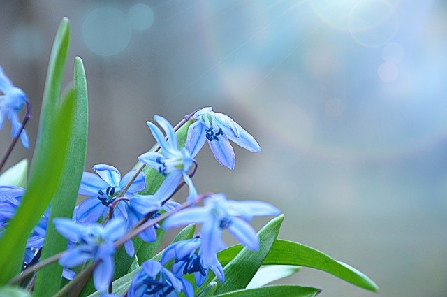 دانلود رایگان Blue Flowers Blossom - عکس یا تصویر رایگان قابل ویرایش با ویرایشگر تصویر آنلاین GIMP