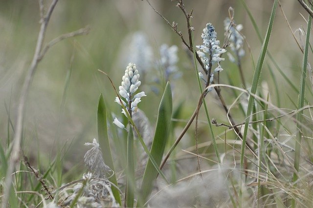 Muat turun percuma Blue Flowers Early Morning - foto atau gambar percuma untuk diedit dengan editor imej dalam talian GIMP