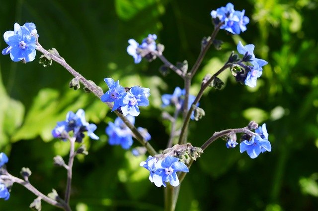 Descarga gratuita Blue Flowers Nature: foto o imagen gratuita para editar con el editor de imágenes en línea GIMP