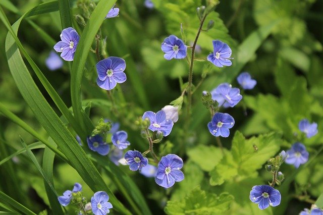 Blue Flowers Veronica Dubravnaya ücretsiz fotoğraf şablonunu GIMP çevrimiçi resim düzenleyici ile düzenlenmek üzere ücretsiz indirin