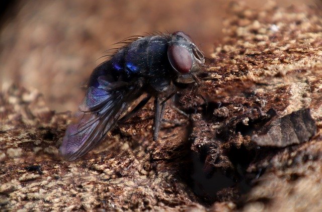 Free download Blue-Fly Califóridos Insect -  free photo or picture to be edited with GIMP online image editor