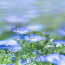 blue Forget me not flower wallpaper  screen for extension Chrome web store in OffiDocs Chromium