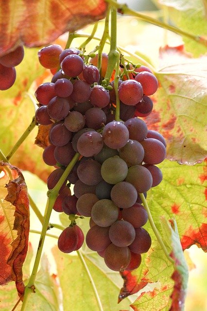 Descărcare gratuită Blue Grapes Fruits - fotografie sau imagini gratuite pentru a fi editate cu editorul de imagini online GIMP