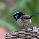 Blue headed Bird  screen for extension Chrome web store in OffiDocs Chromium