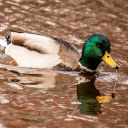 Blue headed duck swimming in the river  screen for extension Chrome web store in OffiDocs Chromium