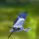 Blue Heron  screen for extension Chrome web store in OffiDocs Chromium