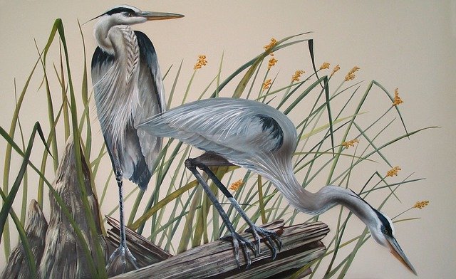 Free download Blue Herons Waterfowl Tropical -  free illustration to be edited with GIMP online image editor