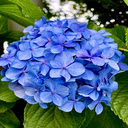 Blue Hydrangea Wallpaper  screen for extension Chrome web store in OffiDocs Chromium