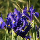 Blue iris flower  screen for extension Chrome web store in OffiDocs Chromium