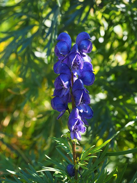 Free download blue iron hat flower blossoms blue free picture to be edited with GIMP free online image editor