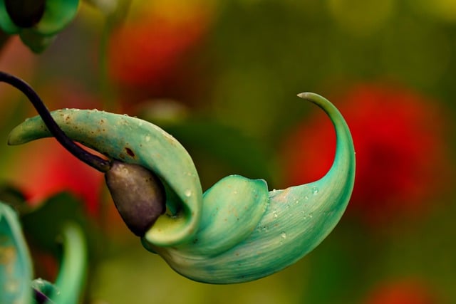 Free download blue jade jade vine flower flora free picture to be edited with GIMP free online image editor