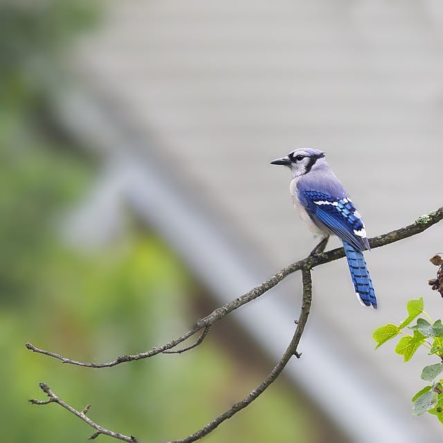 Free download blue jay bird animal wildlife free picture to be edited with GIMP free online image editor