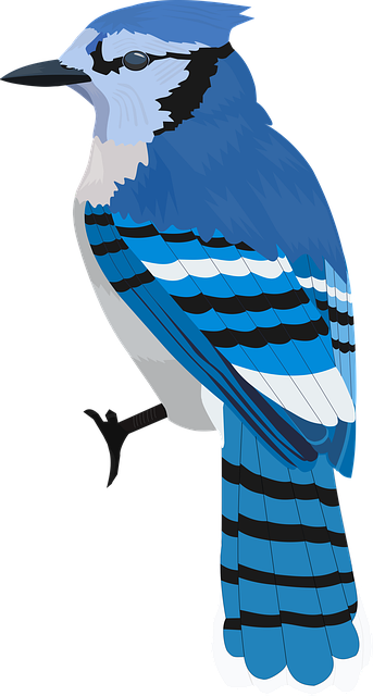 Free download Bluejay Bird Blue -  free illustration to be edited with GIMP free online image editor
