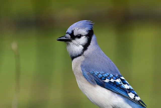 Free download bluejay bird close portrait free picture to be edited with GIMP free online image editor