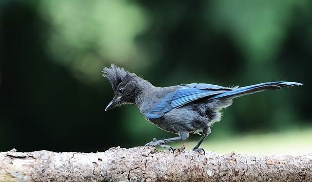 Free download blue jay bird nature wildlife free picture to be edited with GIMP free online image editor