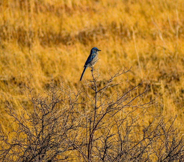 Free download blue jay colorado free picture to be edited with GIMP free online image editor