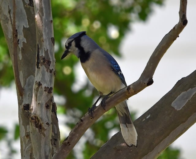 Free download blue jay jay bird animal nature free picture to be edited with GIMP free online image editor