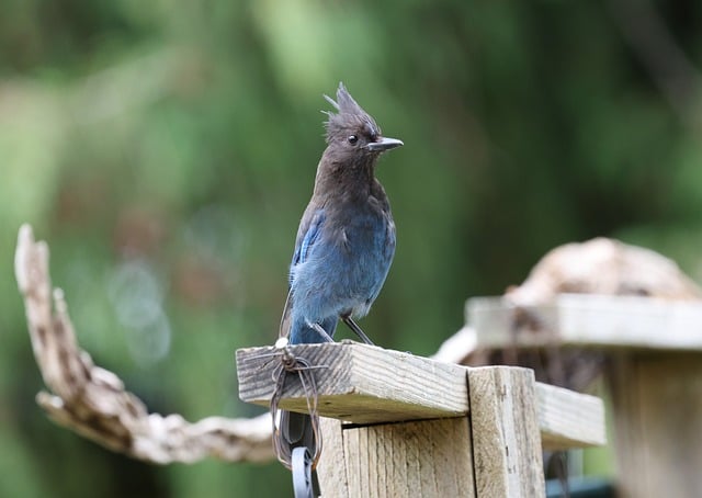 Free download blue jay jay bird nature wildlife free picture to be edited with GIMP free online image editor
