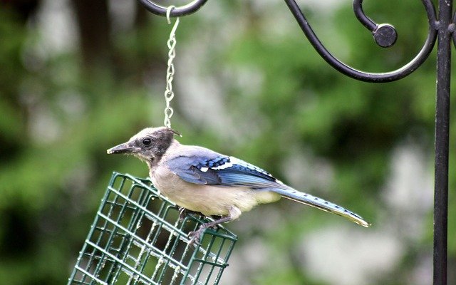 Free download Bluejay Juvenile Bird -  free photo or picture to be edited with GIMP online image editor