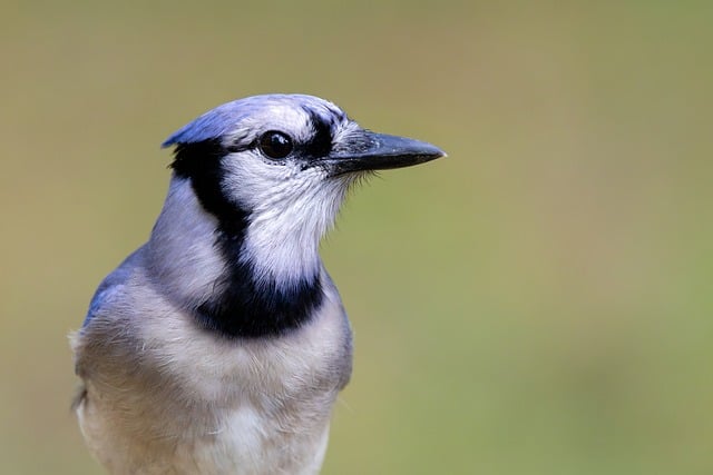 Free download bluejay portrait close feather free picture to be edited with GIMP free online image editor
