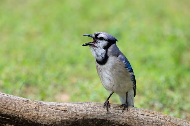 Free download bluejay singing beak log perched free picture to be edited with GIMP free online image editor