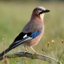 Blue Jay Theme – The Beauty of a Bold and Intelligent Bird  screen for extension Chrome web store in OffiDocs Chromium