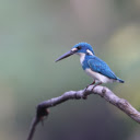 blue kingfisher  screen for extension Chrome web store in OffiDocs Chromium