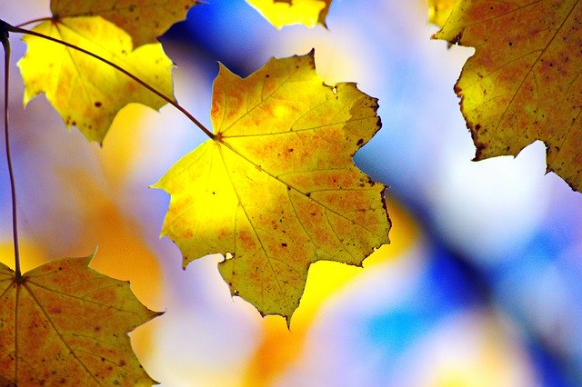 Template Photo Blue Leaf Nature -  for OffiDocs