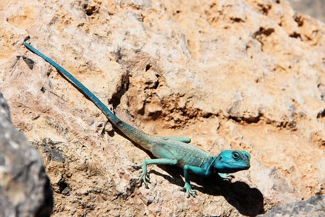 Free download blue lizard agama lizard free picture to be edited with GIMP free online image editor