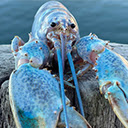 Blue Lobster  screen for extension Chrome web store in OffiDocs Chromium