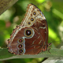 Blue Morpho Butterfly Wings  screen for extension Chrome web store in OffiDocs Chromium