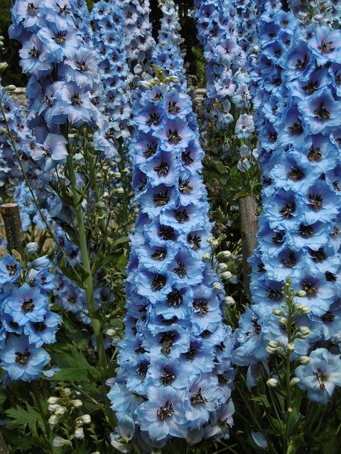 Скачать бесплатно Blue Nature Blossom - бесплатное фото или изображение для редактирования с помощью онлайн-редактора изображений GIMP