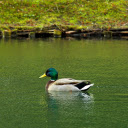 Blue necked Duck in the Lake  screen for extension Chrome web store in OffiDocs Chromium