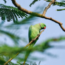 Blue parrot and neckline  screen for extension Chrome web store in OffiDocs Chromium