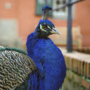 Blue Peacock  screen for extension Chrome web store in OffiDocs Chromium