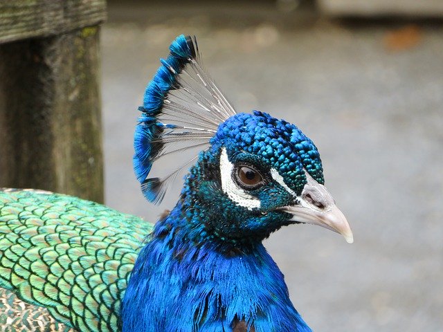 Free download Blue Peacock Bird -  free photo or picture to be edited with GIMP online image editor