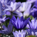 Blue Petals  screen for extension Chrome web store in OffiDocs Chromium