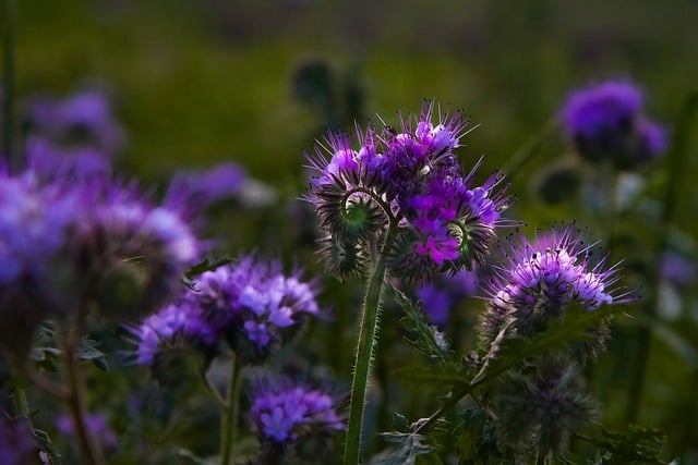 Free download blue phacelia flowers spring field free picture to be edited with GIMP free online image editor