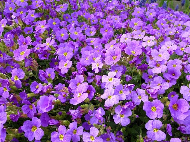 Bezpłatne pobieranie Blue Pillow Violet Petals - darmowe zdjęcie lub obraz do edycji za pomocą internetowego edytora obrazów GIMP