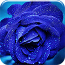 Free download Blue Rose -  free illustration to be edited with GIMP free online image editor