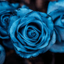 Blue roses  screen for extension Chrome web store in OffiDocs Chromium Blue roses  screen for extension Chrome web store in OffiDocs Chromium
