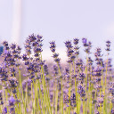 Blue sky and purple flowers  screen for extension Chrome web store in OffiDocs Chromium