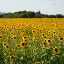 Blue sky and yellow flowers  screen for extension Chrome web store in OffiDocs Chromium