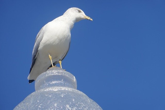 Free download Blue Sky Seagull At The Port Of -  free photo or picture to be edited with GIMP online image editor