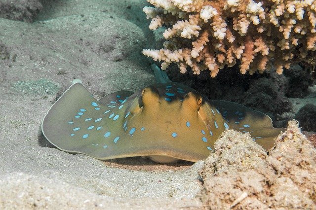 دانلود رایگان Blue Spotted Stingrays Rays Coral - عکس یا تصویر رایگان قابل ویرایش با ویرایشگر تصویر آنلاین GIMP